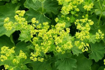 Alchemilla vulgaris, aslanpençesi