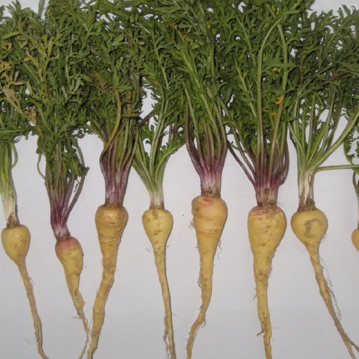 lepidyum, maca, lepidium meyenii bitki