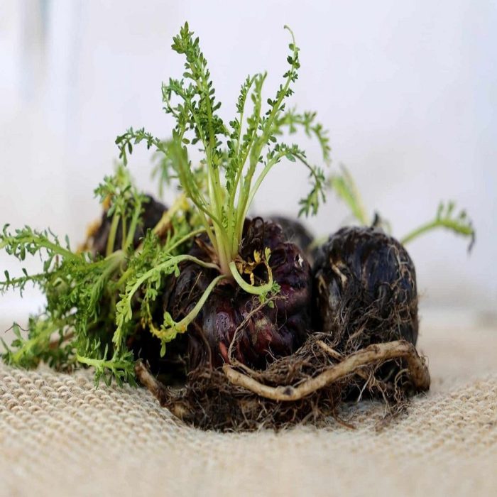 lepidyum, maca, lepidium meyenii bitki