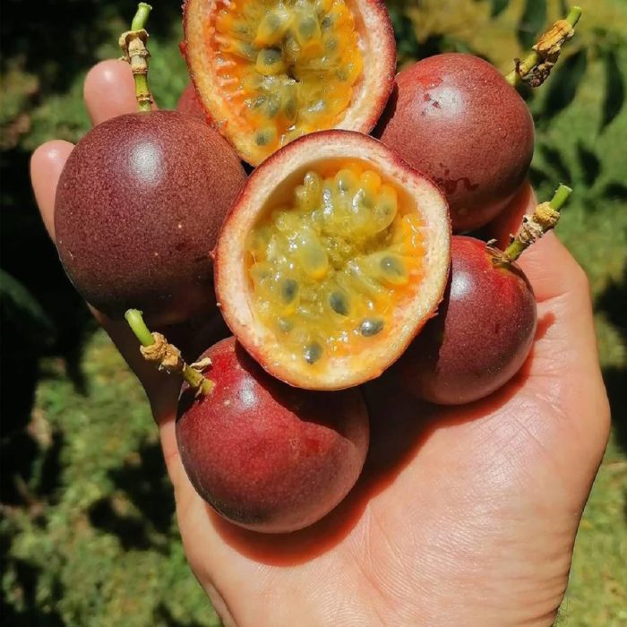 çarkıfelek meyvesi, pasiflora, tutku meyvesi