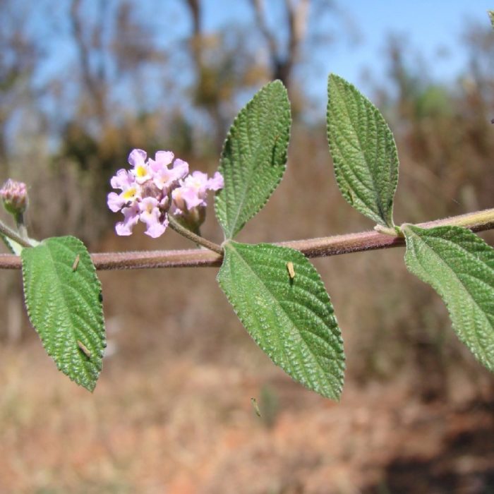 Lippia alba, limonotu
