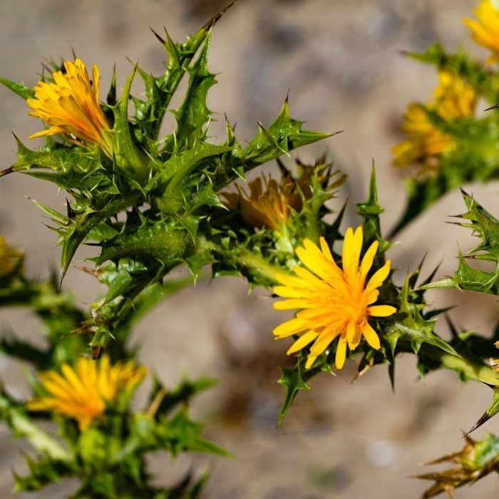 Scolymus hispanicus, şevketibostan