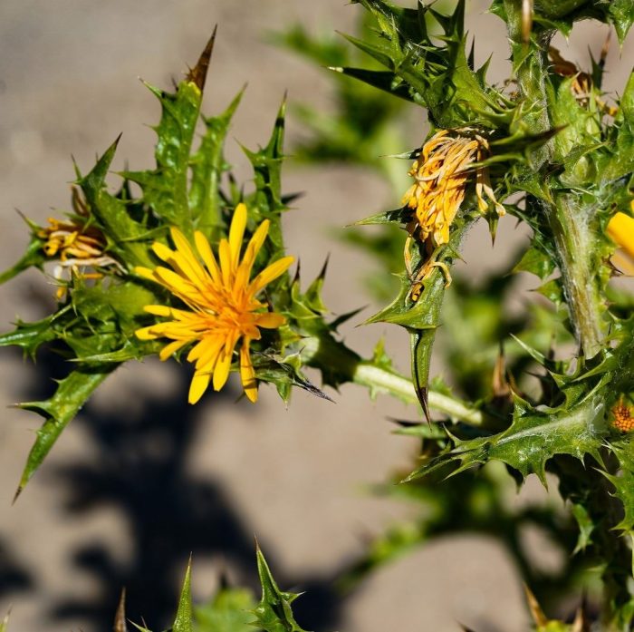Scolymus hispanicus, şevketibostan