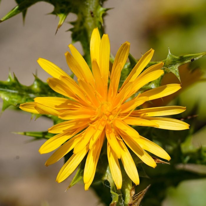 Scolymus hispanicus, şevketibostan